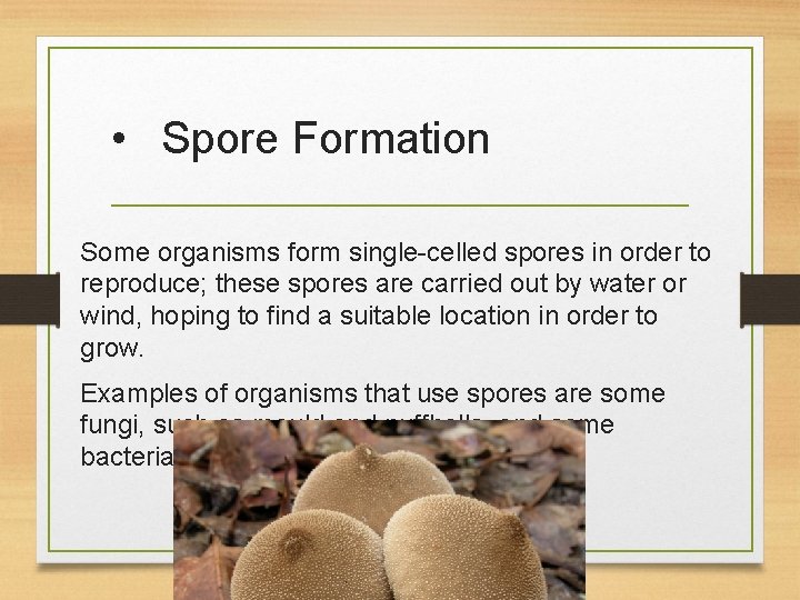  • Spore Formation Some organisms form single-celled spores in order to reproduce; these