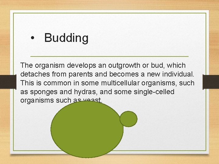  • Budding The organism develops an outgrowth or bud, which detaches from parents