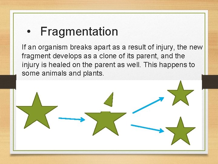  • Fragmentation If an organism breaks apart as a result of injury, the