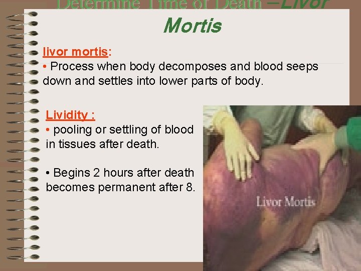 Determine Time of Death —Livor Mortis livor mortis: • Process when body decomposes and