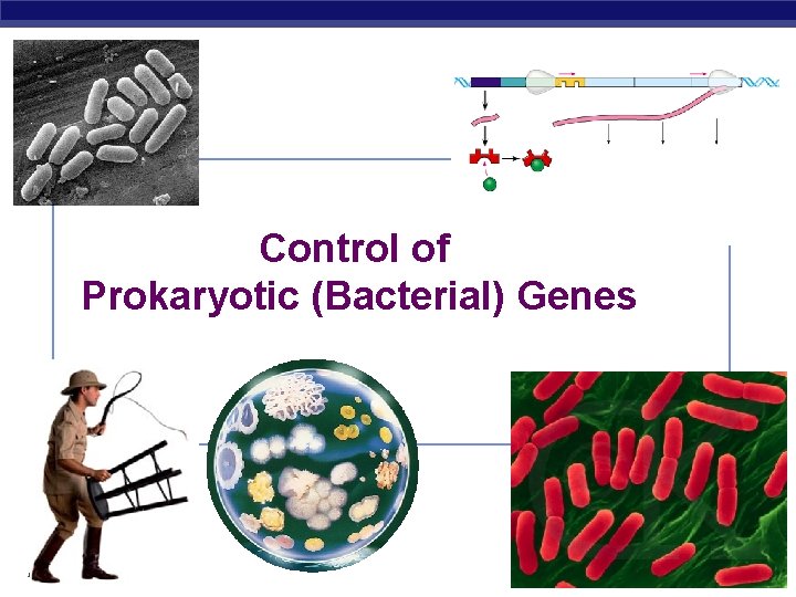 Control of Prokaryotic (Bacterial) Genes AP Biology 