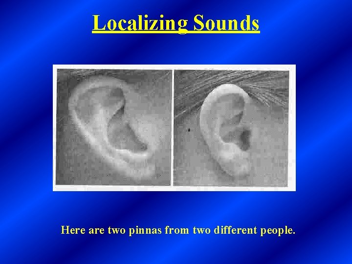 Localizing Sounds Here are two pinnas from two different people. 