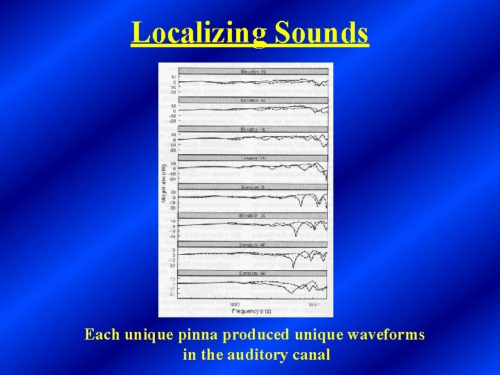 Localizing Sounds Each unique pinna produced unique waveforms in the auditory canal 