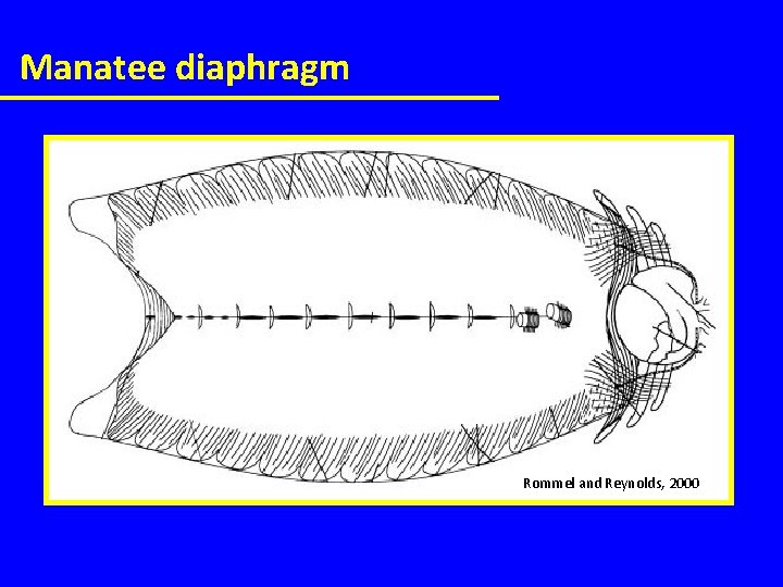 Manatee diaphragm Rommel and Reynolds, 2000 