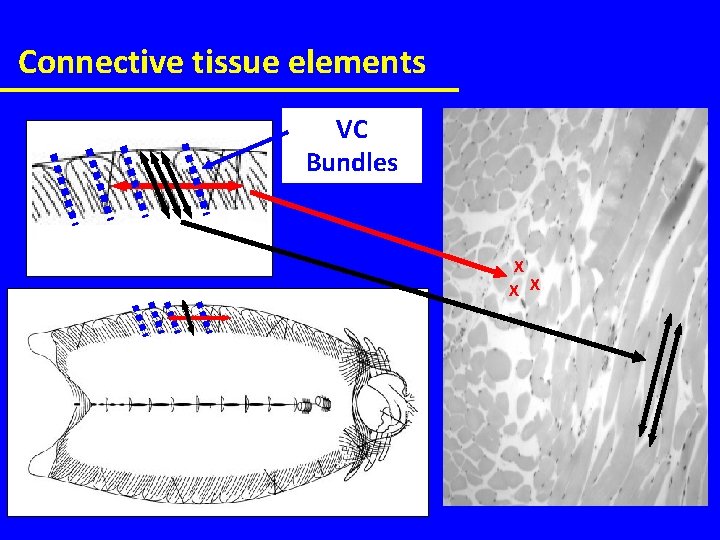 Connective tissue elements VC Bundles X X X 
