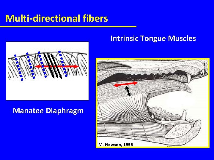 Multi-directional fibers Intrinsic Tongue Muscles Manatee Diaphragm M. Newson, 1996 