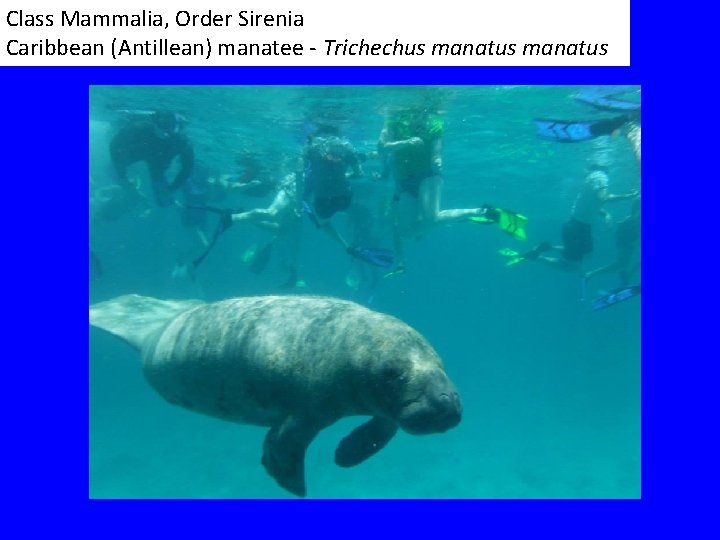 Class Mammalia, Order Sirenia Caribbean (Antillean) manatee - Trichechus manatus 