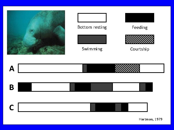 Bottom resting Feeding Swimming Courtship A B C Hartman, 1979 