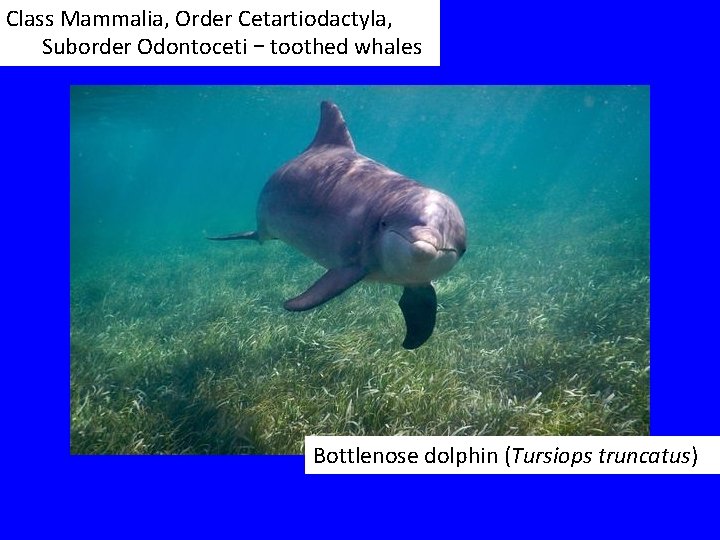Class Mammalia, Order Cetartiodactyla, Suborder Odontoceti – toothed whales Bottlenose dolphin (Tursiops truncatus) 