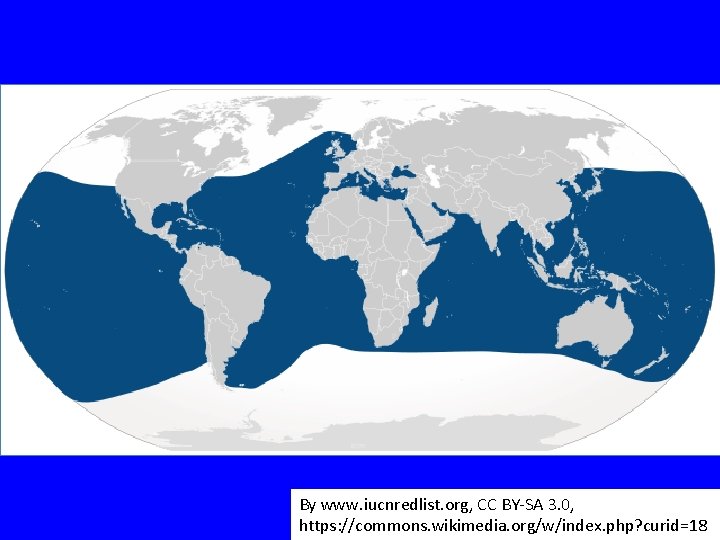 By www. iucnredlist. org, CC BY-SA 3. 0, https: //commons. wikimedia. org/w/index. php? curid=18
