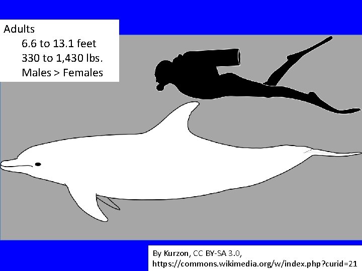 Adults 6. 6 to 13. 1 feet 330 to 1, 430 lbs. Males >