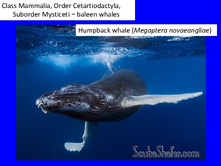 Class Mammalia, Order Cetartiodactyla, Suborder Mysticeti – baleen whales Humpback whale (Megaptera novaeangliae) 