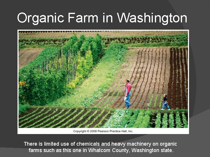 Organic Farm in Washington There is limited use of chemicals and heavy machinery on