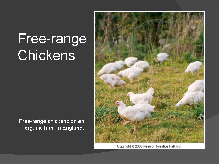 Free-range Chickens Free-range chickens on an organic farm in England. 