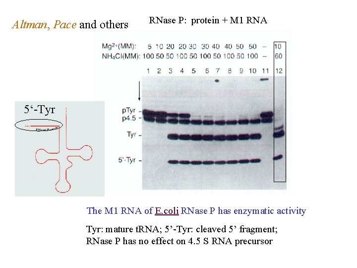 Altman, Pace and others RNase P: protein + M 1 RNA 5‘-Tyr The M