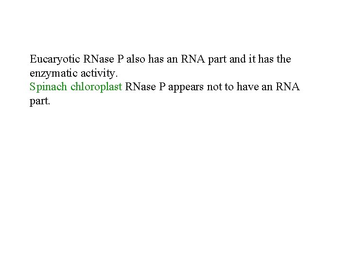 Eucaryotic RNase P also has an RNA part and it has the enzymatic activity.