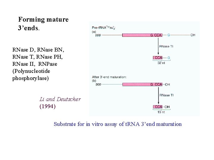 Forming mature 3’ends. RNase D, RNase BN, RNase T, RNase PH, RNase II, RNPase