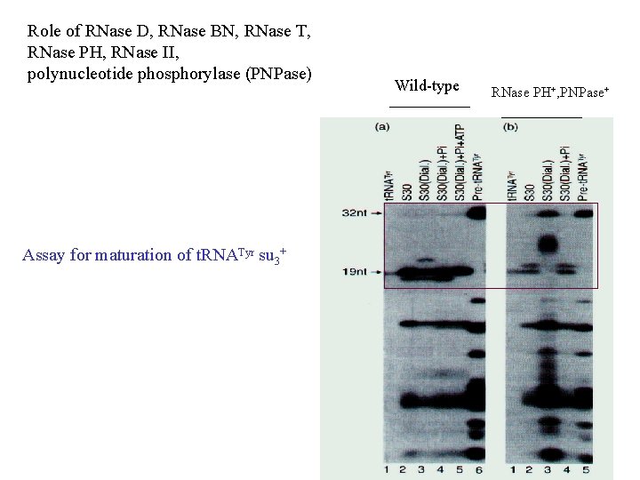 Role of RNase D, RNase BN, RNase T, RNase PH, RNase II, polynucleotide phosphorylase