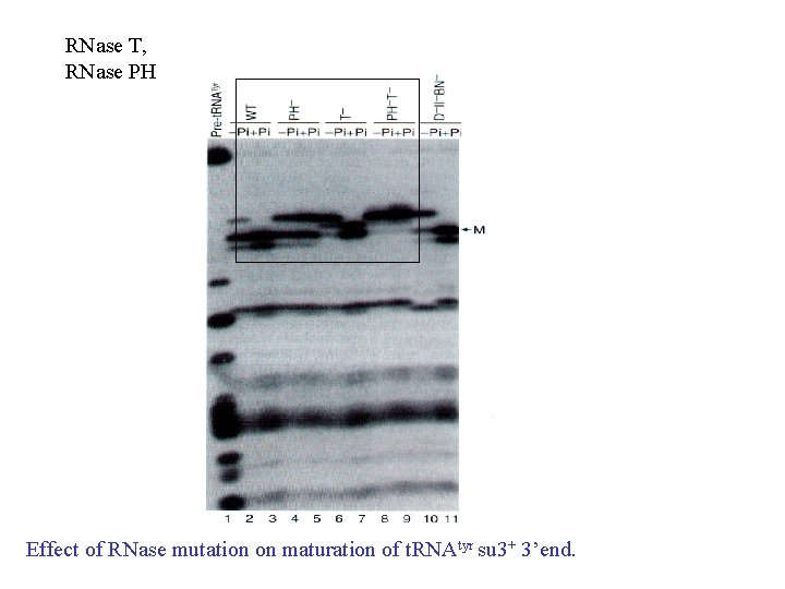 RNase T, RNase PH Effect of RNase mutation on maturation of t. RNAtyr su