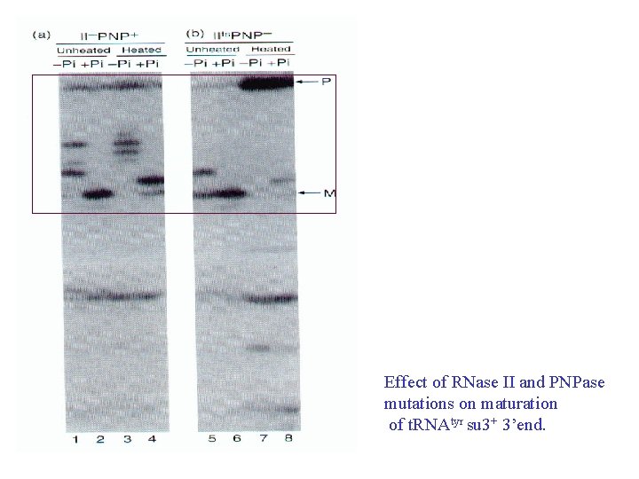 Effect of RNase II and PNPase mutations on maturation of t. RNAtyr su 3+