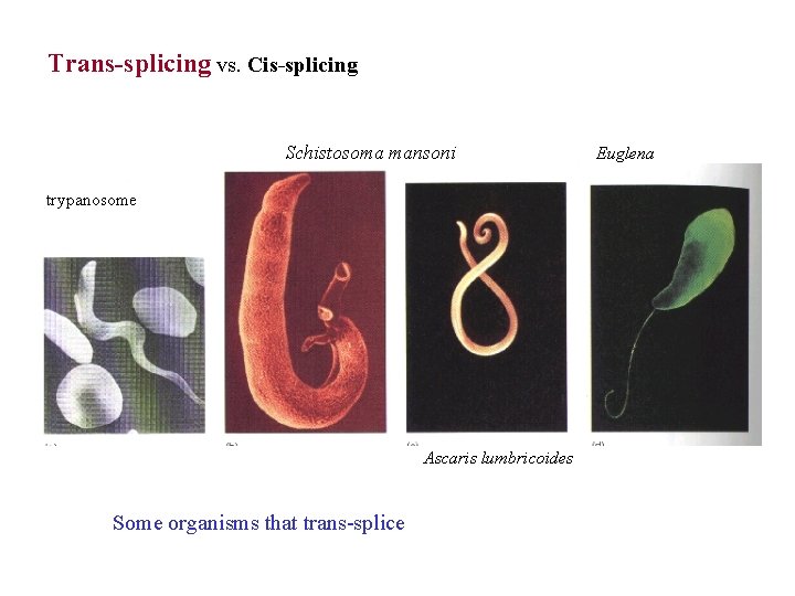 Trans-splicing vs. Cis-splicing Schistosoma mansoni trypanosome Ascaris lumbricoides Some organisms that trans-splice Euglena 