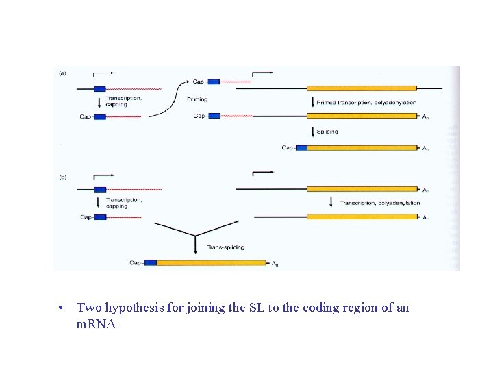  • Two hypothesis for joining the SL to the coding region of an