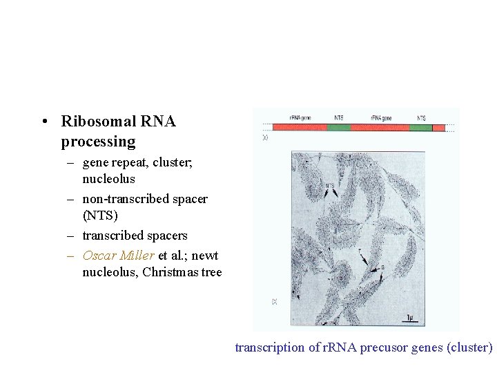  • Ribosomal RNA processing – gene repeat, cluster; nucleolus – non-transcribed spacer (NTS)