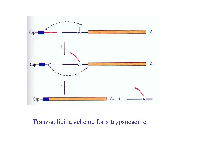 Trans-splicing scheme for a trypanosome 