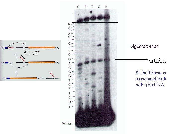 Agabian et al 5‘ 3’ artifact SL half-itron is associated with poly (A) RNA