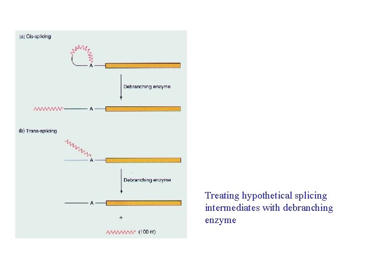 Treating hypothetical splicing intermediates with debranching enzyme 