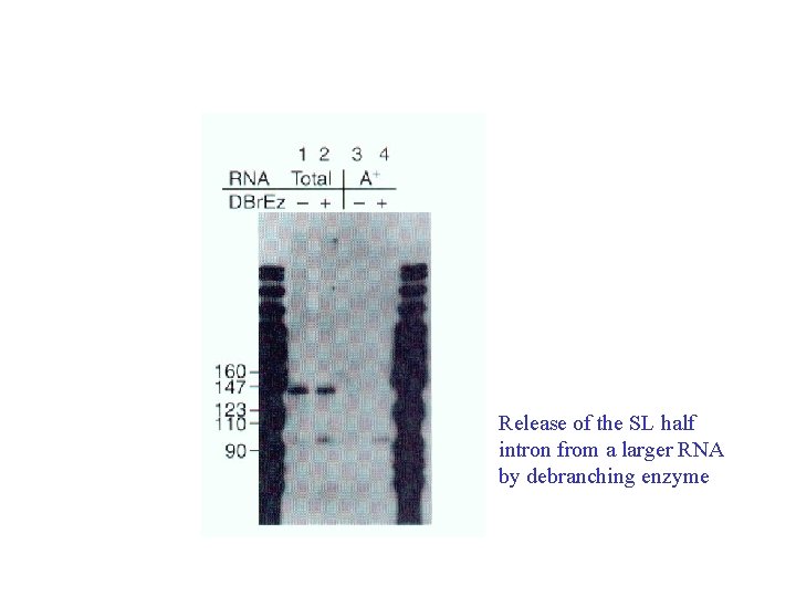 Release of the SL half intron from a larger RNA by debranching enzyme 