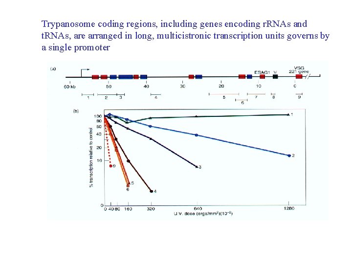 Trypanosome coding regions, including genes encoding r. RNAs and t. RNAs, are arranged in