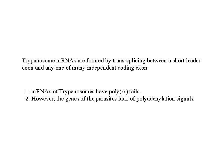 Trypanosome m. RNAs are formed by trans-splicing between a short leader exon and any