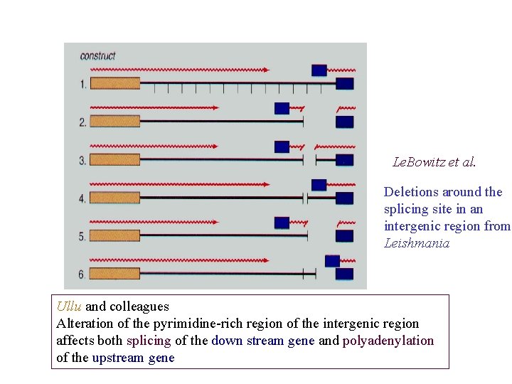 Le. Bowitz et al. Deletions around the splicing site in an intergenic region from