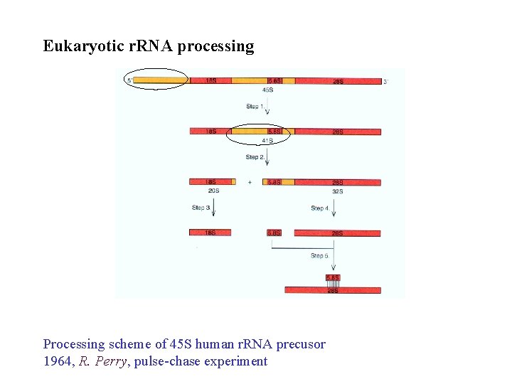 Eukaryotic r. RNA processing Processing scheme of 45 S human r. RNA precusor 1964,