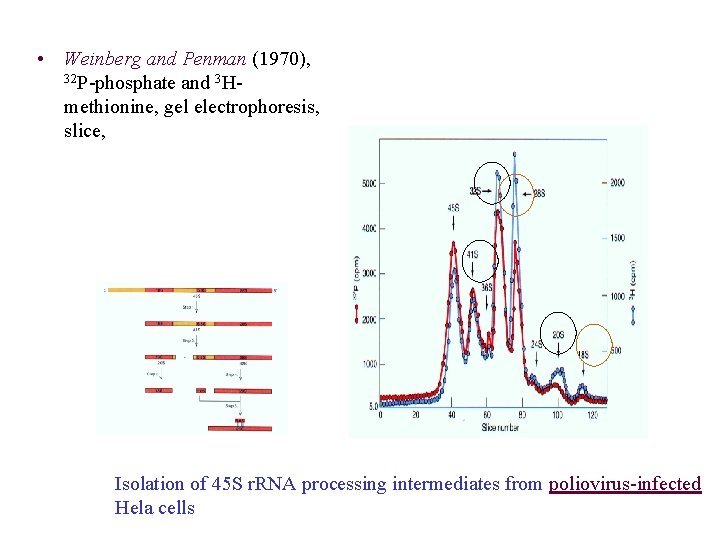  • Weinberg and Penman (1970), 32 P-phosphate and 3 Hmethionine, gel electrophoresis, slice,