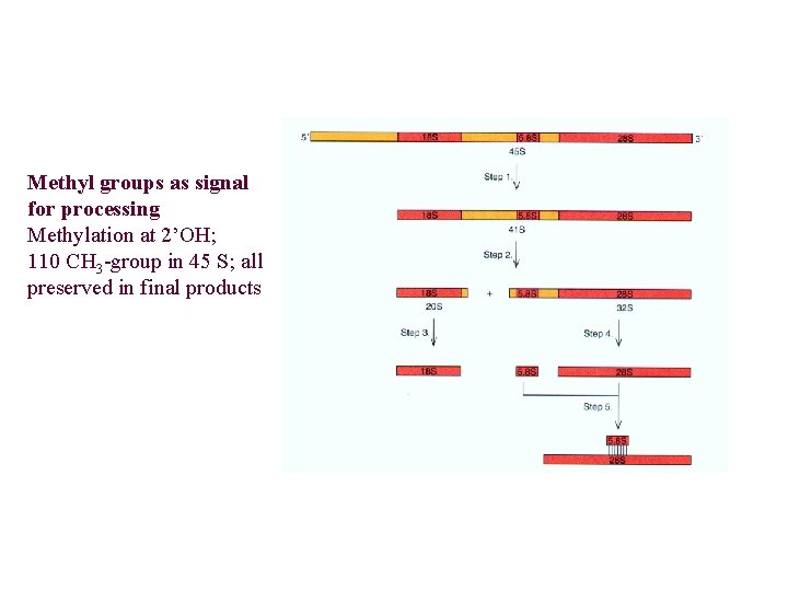 Methyl groups as signal for processing Methylation at 2’OH; 110 CH 3 -group in