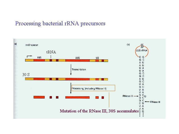 Processing bacterial r. RNA precursors t. RNA 30 S Mutation of the RNase III,