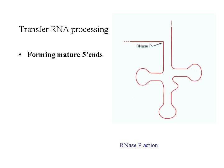 Transfer RNA processing • Forming mature 5’ends RNase P action 