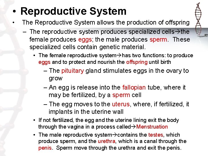  • Reproductive System • The Reproductive System allows the production of offspring –