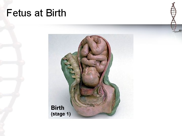 Fetus at Birth 