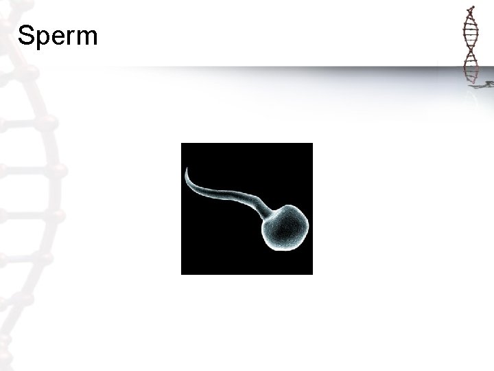 Sperm 