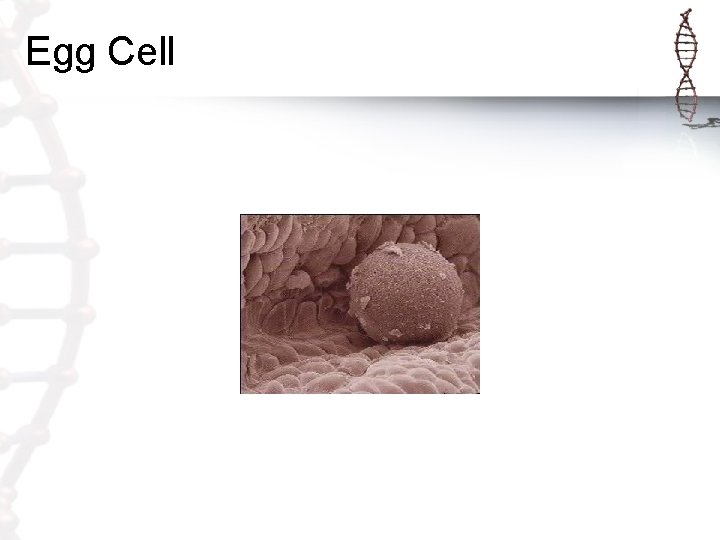 Egg Cell 