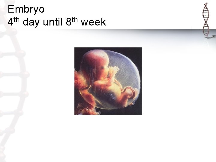 Embryo 4 th day until 8 th week 