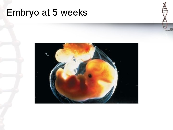 Embryo at 5 weeks 