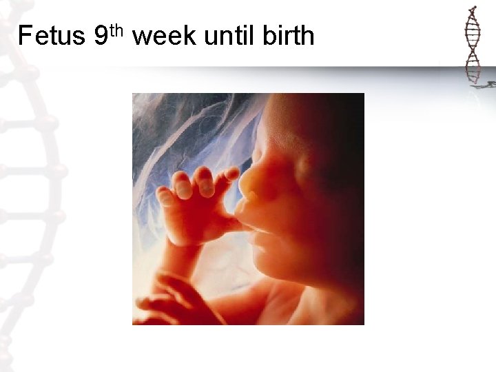 Fetus 9 th week until birth 