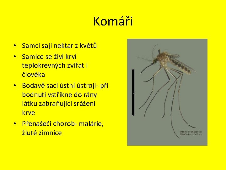 Komáři • Samci sají nektar z květů • Samice se živí krví teplokrevných zvířat