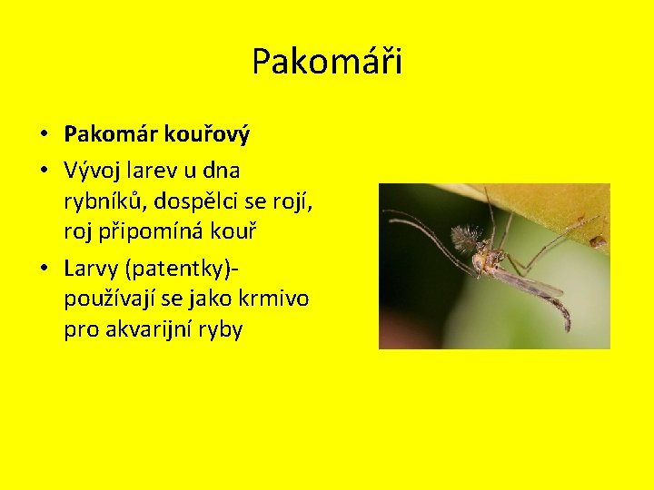 Pakomáři • Pakomár kouřový • Vývoj larev u dna rybníků, dospělci se rojí, roj