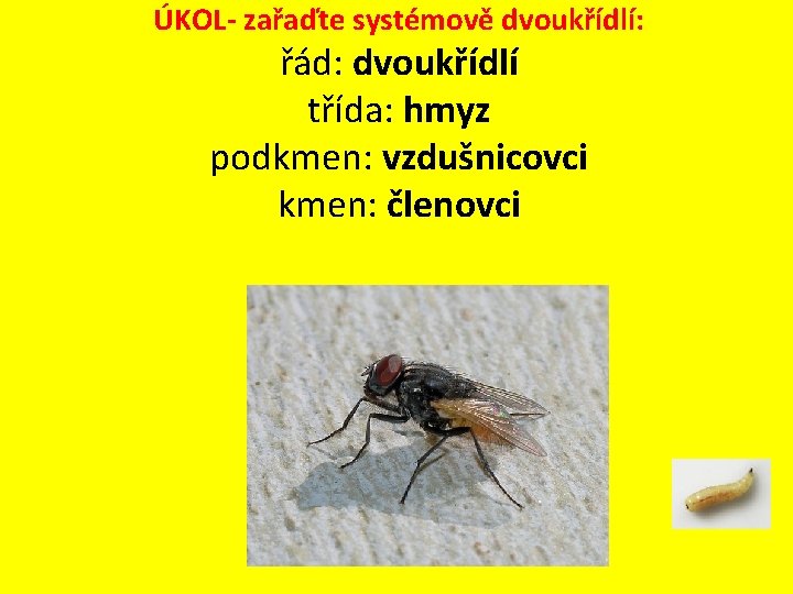 ÚKOL- zařaďte systémově dvoukřídlí: řád: dvoukřídlí třída: hmyz podkmen: vzdušnicovci kmen: členovci 