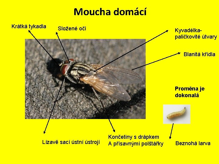 Moucha domácí Krátká tykadla Složené oči Kyvadélkapaličkovité útvary Blanitá křídla Proměna je dokonalá Lízavě